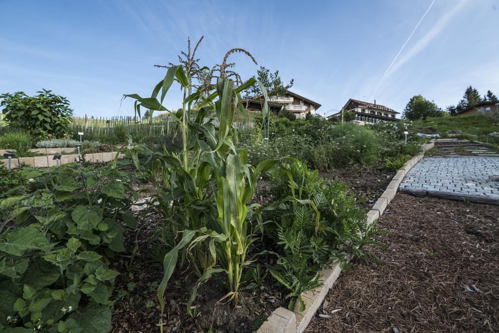 Kraeuterhotel Edelweiss Rigi Kaltbad Εξωτερικό φωτογραφία
